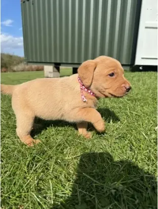 Precioso Labrador disponible