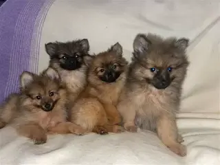 Pomeranian puppies available
