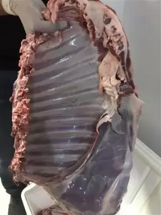 Tacos de Borrego el Jr.