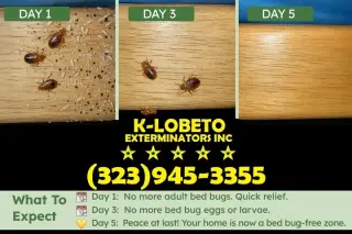 PEST CONTROL SERVICES L.A.