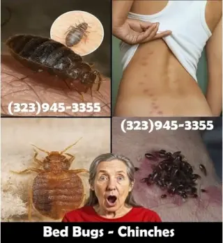 PEST CONTROL SERVICES L.A.