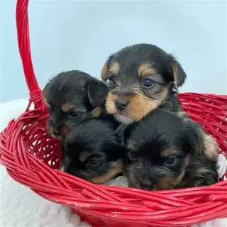 Super quite Yorkshire pups