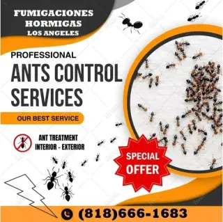 HOLLYWOOD FUMIGATIONS' 24/7