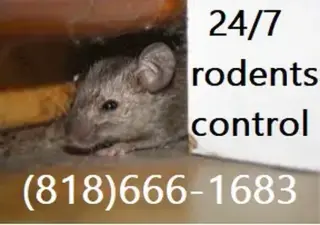HOLLYWOOD FUMIGATIONS' 24/7