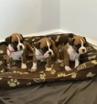 Cute boxer puppies ready