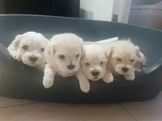 Maltés blanco puro listo