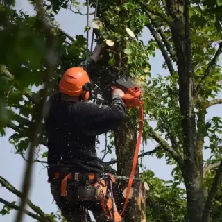 A. Tree Trimming