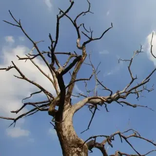 A. Tree Trimming