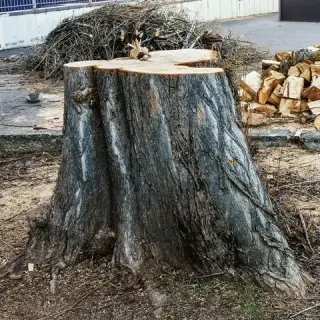 SANDOVAL TREE SERVICE