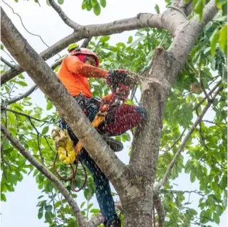 SANDOVAL TREE SERVICE