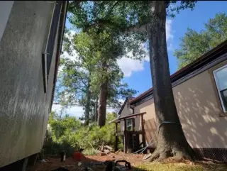 Tree Services and Landscaping