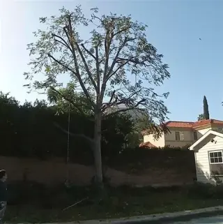 Tree Services and Landscaping