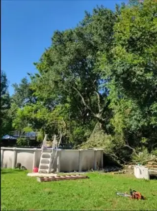 Tree Services and Landscaping