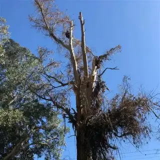 Valley Tree Service