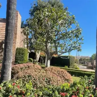 Miguel's Tree Services