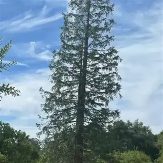 Miguel's Tree Services