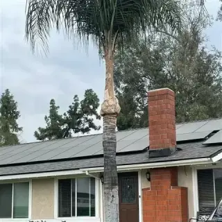 Miguel's Tree Services