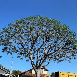 Miguel's Tree Services