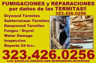 TERMITAS 🐜... EXTERMILAS YA