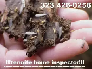 TERMITAS 🐜... EXTERMILAS YA