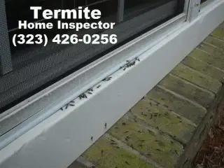 TERMITAS 🐜... EXTERMILAS YA