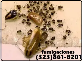 FUMIGACIONES - EXTERMINADORES