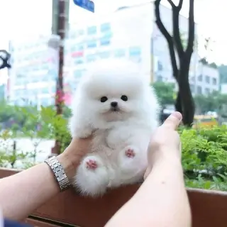 Bulldog francés y Pomerania
