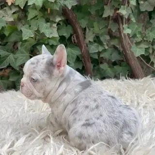 Bulldog francés y Pomerania