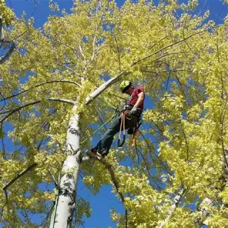 LEO TREE SERVICES