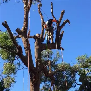LEO TREE SERVICES