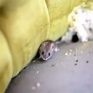 RODEN EXTERMINATION