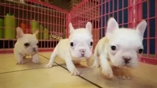 Cachorros de bulldog francés