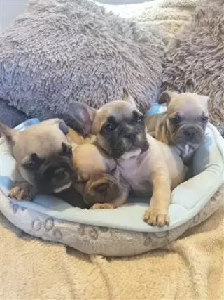Cachorros de bulldog francés