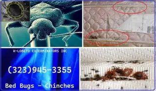 PEST CONTROL SERVICES 24/7.-