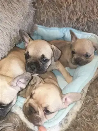 adorables bulldogs franceses