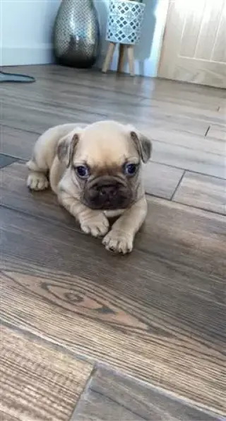 Cachorros  bulldog francés
