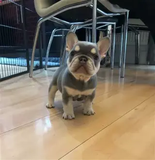 Cachorros  bulldog francés