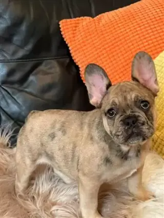 Cachorros  bulldog francés