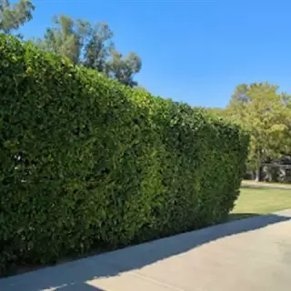 Francisco Landscaping