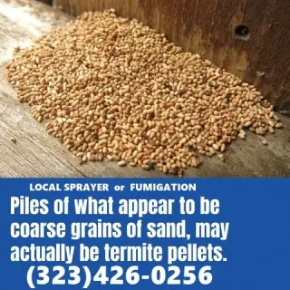 TERMITE CONTROL NEAR ME 24/7.-