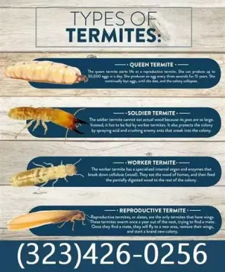 Termite Control100%Garantizado