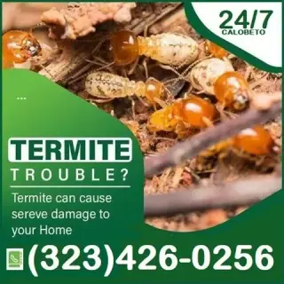 Termite Control100%Garantizado