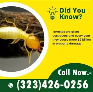Termite Control100%Garantizado