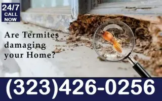 Termite Control100%Garantizado