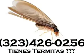 TERMITAS FUMI-GAS(323)426-0256