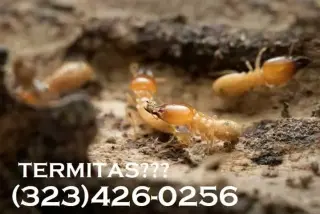 TERMITAS FUMI-GAS(323)426-0256