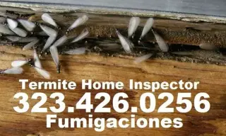 TERMITAS FUMI-GAS(323)426-0256