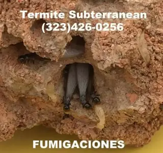 TERMITAS FUMI-GAS(323)426-0256