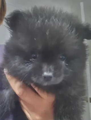 2 POMERANIAN HEMBRAS🐕