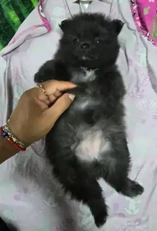 2 POMERANIAN HEMBRAS🐕